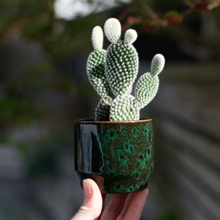 Opuntia microdasys 'Albispina'