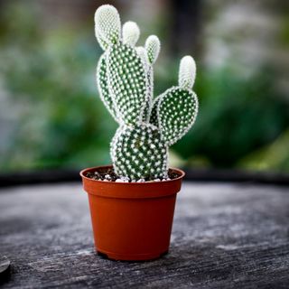 Opuntia microdasys 'Albispina'