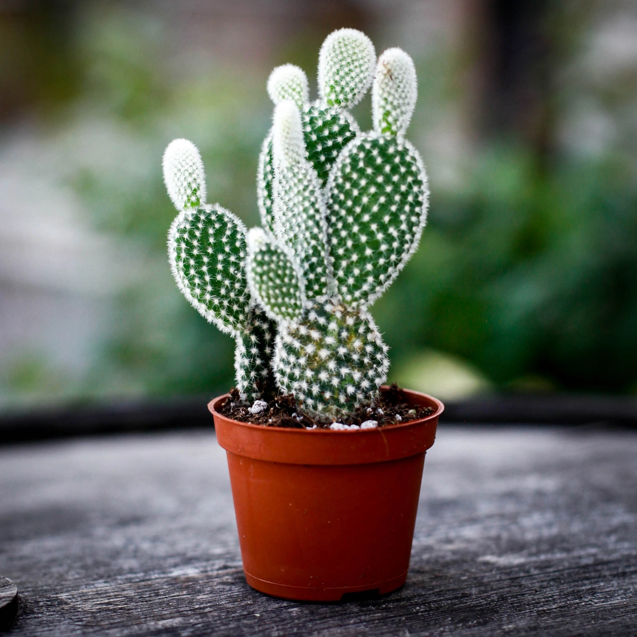 Opuntia microdasys Albispina i kruka – lättskött kaktus för ljust läge