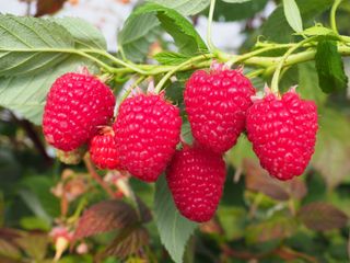 Hallonängerfälla doftkapsel | Refill 1 st