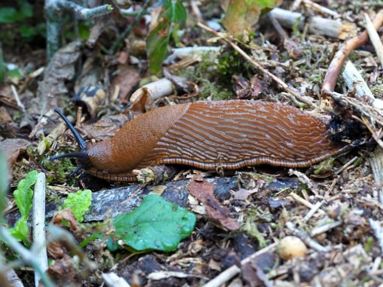 Snigel Effekt 1 kg - Effektivt medel mot sniglar