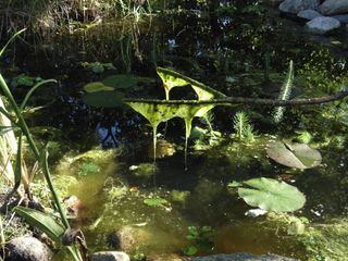 Algstopp trädgårdsdamm | 3 kapslar