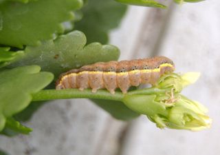 Larvskydd mot fjärilslarver – Bacillus thuringiensis (30 g)