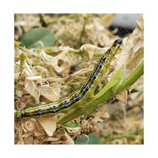 Larvskydd mot fjärilslarver – Bacillus thuringiensis (30 g)