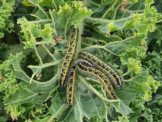 Larvskydd mot fjärilslarver – Bacillus thuringiensis (30 g)