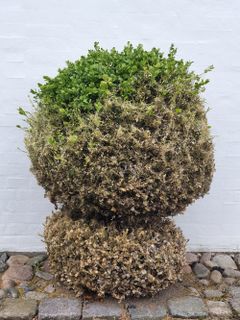 Larvskydd mot fjärilslarver – Bacillus thuringiensis (30 g)