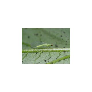 Bladluslejon – Nyttodjur mot bladlöss (500 st)