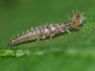 Bladluslejon – Nyttodjur mot bladlöss (500 st)