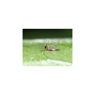 Nyttodjur mot bladlöss – Parasitstekel + gallmygga (300 st)