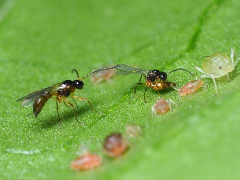 Parasitstekel + gallmygga 300 st - Nyttodjur mot bladlöss