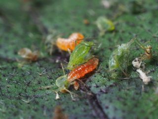 Nyttodjur mot bladlöss – Parasitstekel + gallmygga (300 st)