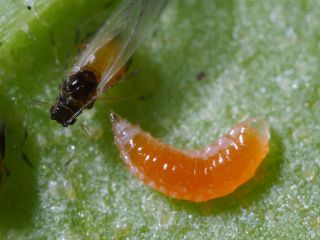 Nyttodjur mot bladlöss – Parasitstekel + gallmygga (300 st)