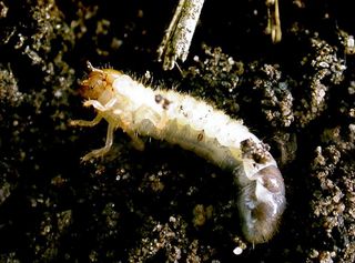 Nematoder mot trädgårdsborrar | Naturligt skydd för trädgård