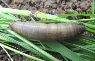 Nematoder mot harkrankar | Naturligt skydd för gräsmatta och trädgård