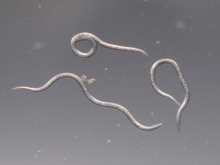 Nematoder mot öronvivlar | Effektivt skydd för trädgård och växthus