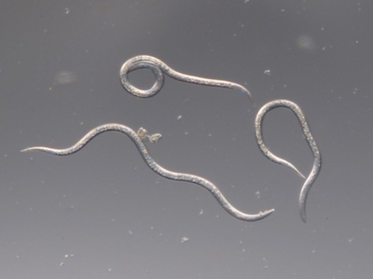 Nematoder mot öronvivlar (Heterorhabditis bacteriophora)