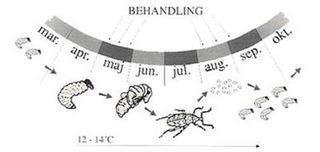 Nematoder mot öronvivlar | Effektivt skydd för trädgård och växthus