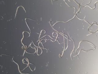 Nematoder mot sorgmyggor (Steinernema feltiae).