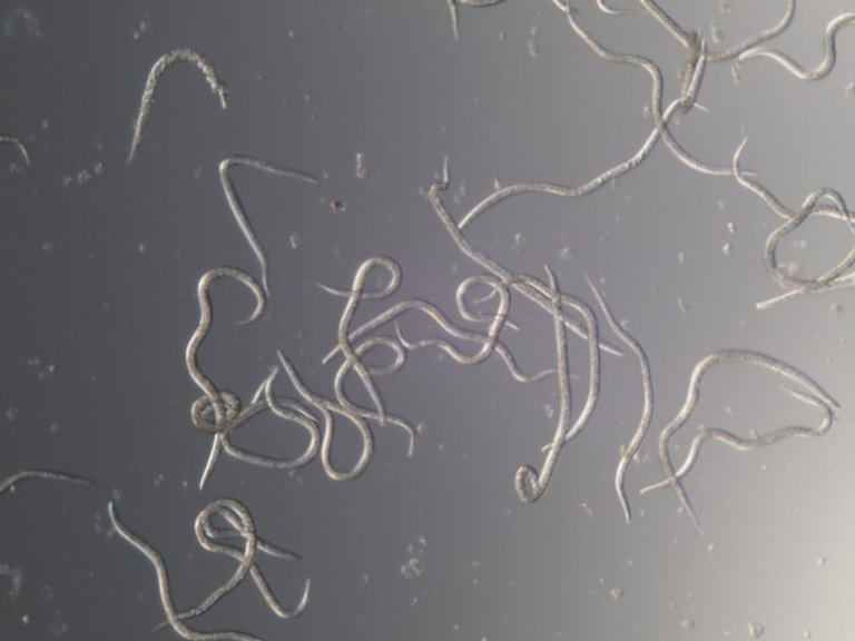 Nematoder mot sorgmyggor (Steinernema feltiae)