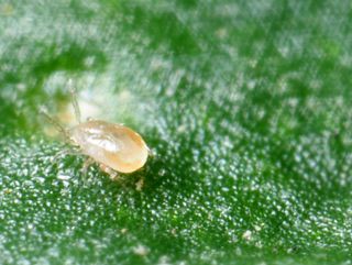 Tripsrovkvalster | Effektivt nyttodjur mot trips