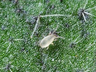 Californicus-kvalster | Förebyggande nyttodjur mot spinnkvalster