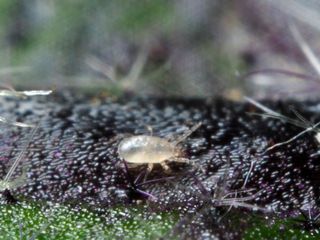 Californicus-kvalster | Förebyggande nyttodjur mot spinnkvalster