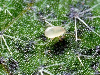 Californicus-kvalster | Förebyggande nyttodjur mot spinnkvalster