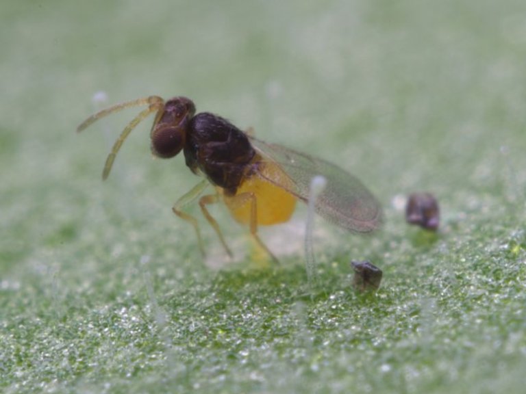Encarsia formosa parasitstekel - Nyttodjur mot vita flygare (mjöllöss)