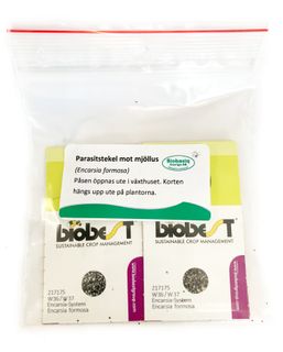 Nyttodjur mot vita flygare | Encarsia formosa parasitstekel