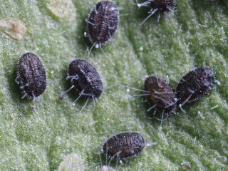 Nyttodjur mot vita flygare | Encarsia formosa parasitstekel