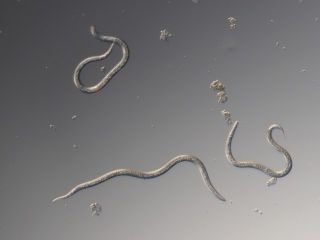 Nematoder mot trädgårdsborrar | Naturligt skydd för trädgård