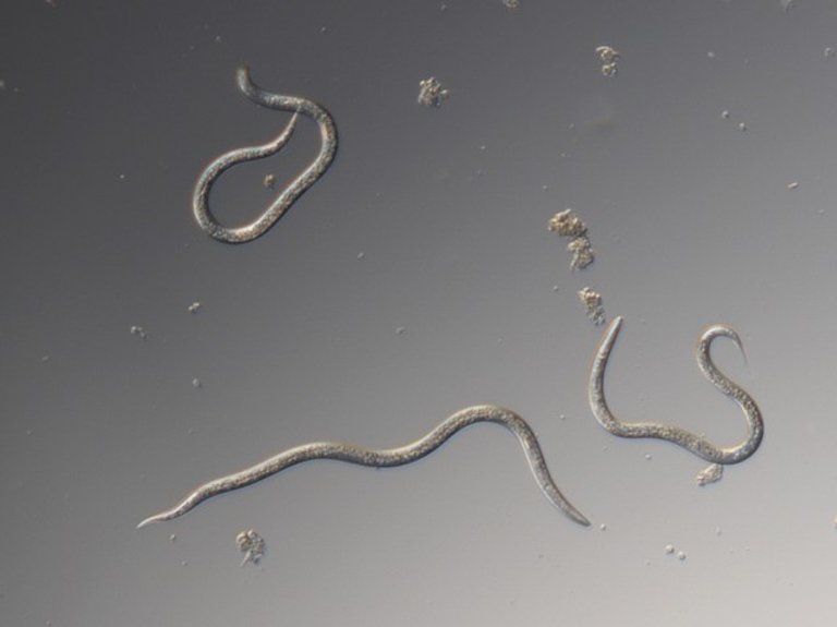 Nematoder mot trädgårdsborrar (Heterorhabditis bacteriophora)