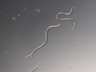 Nematoder mot harkrankar | Naturligt skydd för gräsmatta och trädgård