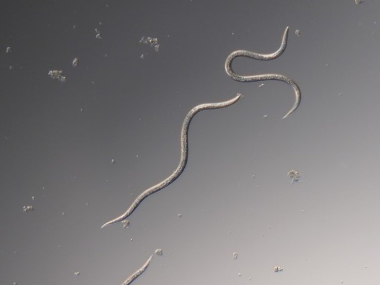 Nematoder mot harkrankar (Steinernema carpocapsae)