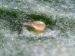 Tripsrovkvalster | Effektivt nyttodjur mot trips