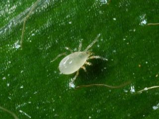 Montdorensis påsar | Nyttodjur mot trips, spinn & vita flygare