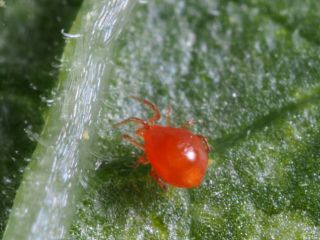 Spinnrovkvalster | Effektivt nyttodjur mot spinnkvalster