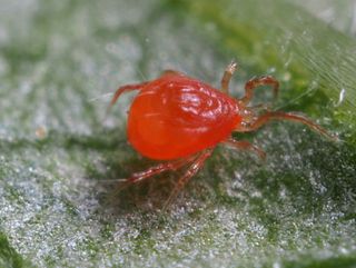 Spinnrovkvalster | Effektivt nyttodjur mot spinnkvalster