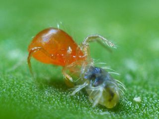 Spinnrovkvalster | Effektivt nyttodjur mot spinnkvalster