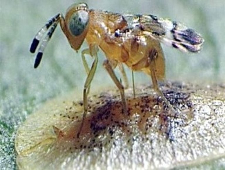 Nyttodjur mot oäkta sköldlöss - Microterys flavus parasitstekel