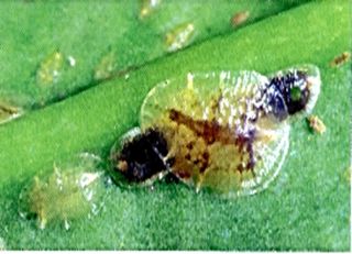 Nyttodjur mot oäkta sköldlöss | Microterys flavus parasitstekel