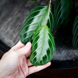 Maranta 'Silver Band' 12 cm