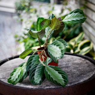 Maranta 'Silver Band' 12 cm