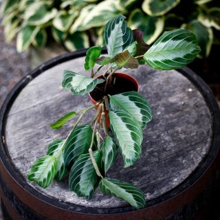 Maranta 'Silver Band' 12 cm