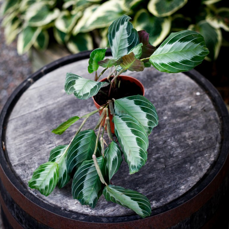 Maranta 'Silver Band' 12 cm