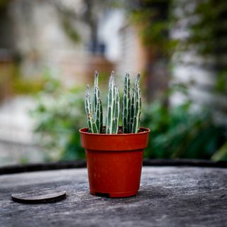 Kleinia stapeliiformis 8,5 cm