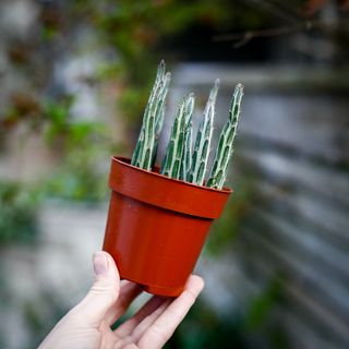 Kleinia stapeliiformis 8,5 cm