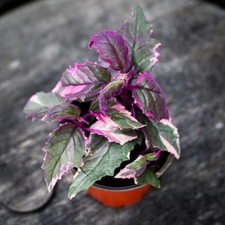 Gynura aurantiaca 'Variegata' 12 cm