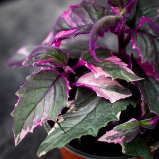 Gynura aurantiaca 'Variegata' 12 cm