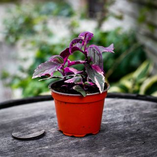 Gynura aurantiaca 'Variegata' 12 cm